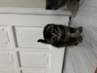Scottish fold ve british shorthair yavrular