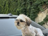 Safkan Dişi Shih Tzu