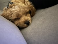 3 aylık maltipoo oğlum