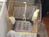 Biri dişi ve biri erkek sultan papağanı