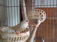 Zebra finch hint bülbülleri klasik ve mutasyon renklerde