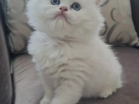 British Longhair / Erkek