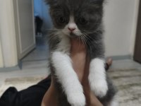 3 Temmuz Doğumlu Dişi Exotic Shorthair