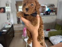 TOY POODLE SAFKAN BEBEKLERİMİZ