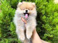 Pomeranian boo ayı surat