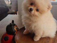 Pomeranian çok uygun