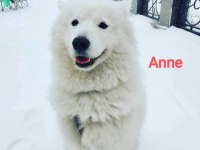Samoyed Bebekler