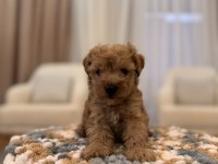 İpek gibi Maltipoo
