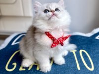 Kaliteli Silver White British Longhair Bebekler