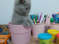 Safkan lilac british shorthair yavru