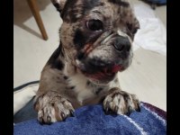 4,5 aylık french bulldog