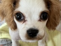 Minik cavalier king charles kızımız
