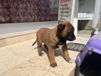 1 aylık dişi belçika kurdu yavrusu vardır