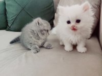 3 aylık İran kedisi
