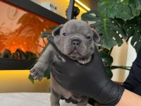 RENGARENK FRENCH BULLDOG YAVRULARIM REZERVEYE AÇIK