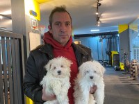 Emsalsiz safkan morkie bebeklerimiz