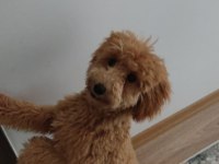 Erkek Toy Poodle