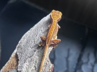 Crested Gecko Sahiplendirme