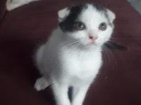 KEDİMİZİ SAHİPLENDİRMEK İSTİYORUZ ACİLL
