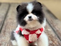2 aylık dişi pomeranian yavru