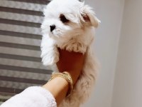 Orjınal maltese dişi terrier
