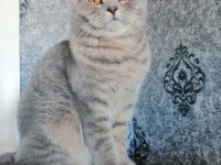 Scottish fold kedisi