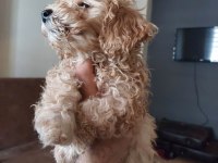 Harika Toy poodle iki aylık