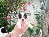 SDK çiftlikten kısa bacak jack russell terrierler