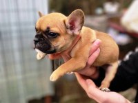 SEVİMLİ PUG KÖPEKLER