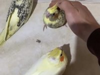 Bebek Alışkın Sultan Papağanları
