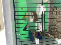 2 Adet Golden Finch 1 Adet Dişi Ve 1 Adet Erkek