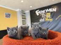 KEDİCİDEN RENK RENK BRITISH SHORTHAIR VE SCOTTISH LER