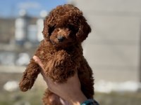 En gÜzel aşılı pasaportlu toy poodle yavrular
