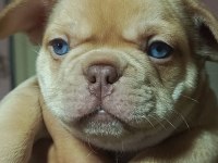 EGZOTİK FRENCH BULLDOG