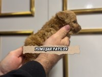 TOY POODLE DİŞİ ERKEK