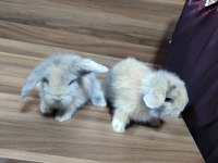 Hollanda Teddy lop tavşan
