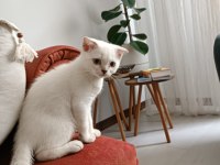 Scottish fold kızımız yeni ailesine kavuşmayı bekliyor