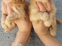 Maltipoo yavruları