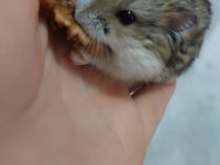 Son yavru gonzales hamster