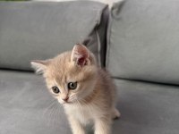 Sevimli kedicik