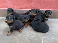 Rottweiler yavru köpekler