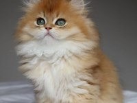Altın Yeleli Golden British Longhair 