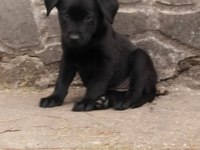 60 Günlük Teslime Hazır LABRADOR Yavrular