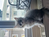 Karışım ırk kedimiz