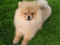 Pomeranian yavrularımız her ile gönderim sağlanır