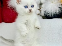 British Shorthair Beyaz Yavru Kedimiz Safkan