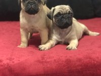 A KALİTE PUG MOPS BEBEKLER