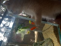 British shorthair cy12 dişi