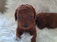 Mersinin tatlı poodle yavruları