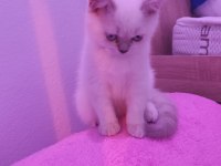 2 aylık sevimli british shorthair yavrumuz